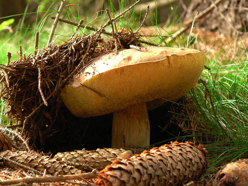 od-vepra-k-vepru-den-treti-bludivy